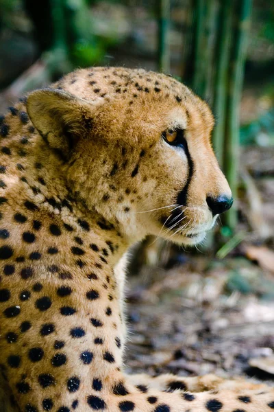 A olhar para a Cheetah — Fotografia de Stock