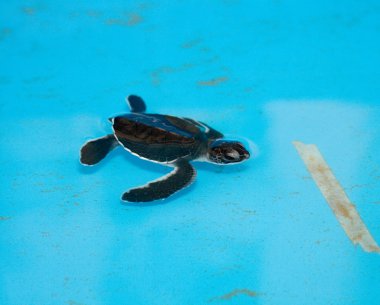 Baby Sea Turtle clipart