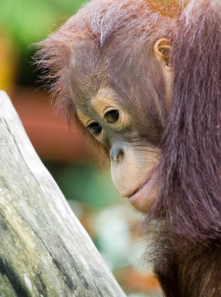 Орангутанга дитини — стокове фото