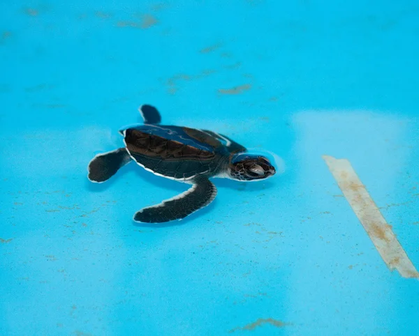 Baby Sea Turtle — Stock Photo, Image