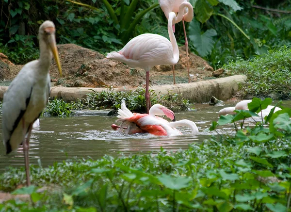 Zwemmen flamingo — Stockfoto