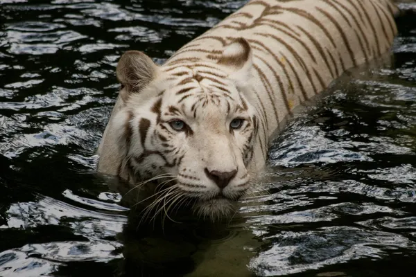 入浴タイガー — ストック写真