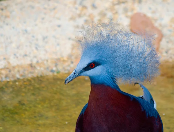 입욕 비둘기 즉 위 — 스톡 사진