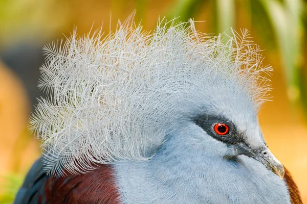 Pombo-coroado comum — Fotografia de Stock