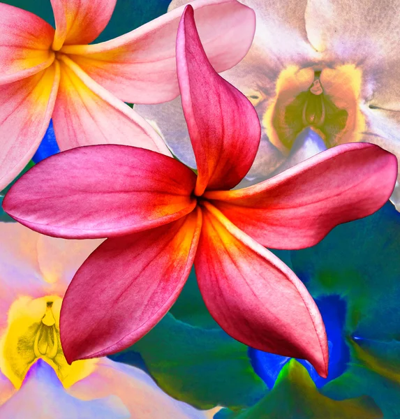 Floral Collage — Stok fotoğraf