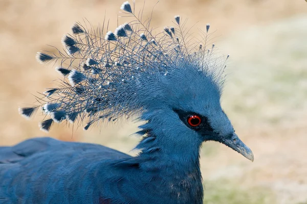 Темно-синий голубь — стоковое фото