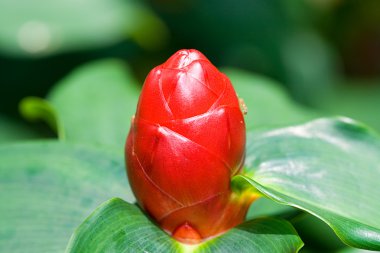 heliconia yumurta