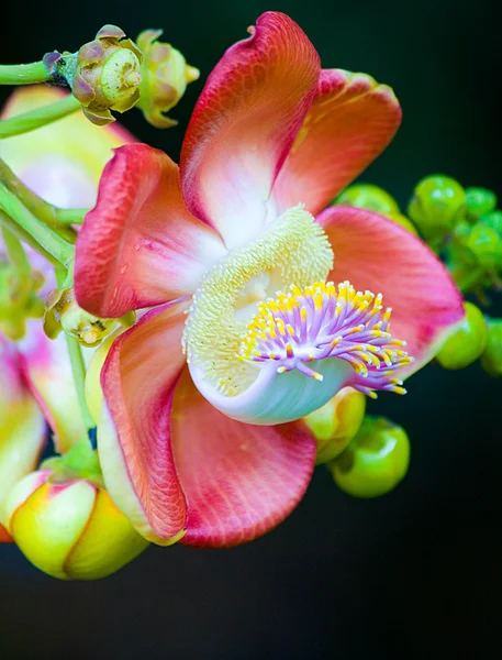 Cannonball Flower — Stock Photo, Image