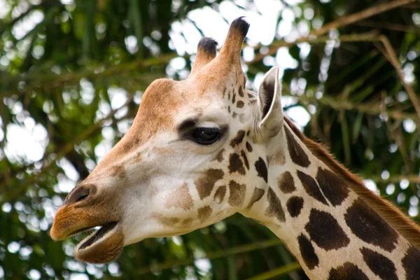 Жираф-отрыжка — стоковое фото