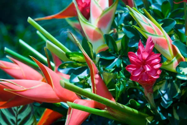 Heliconia Bouquet — Stock Photo, Image