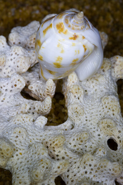 Краб-отшельник
