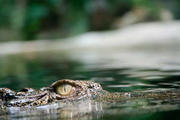 Lurande krokodil — Stockfoto