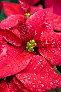 Poinsettia clipart