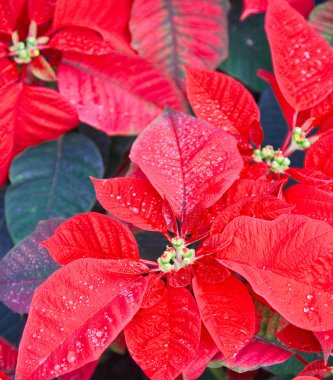 buzlu poinsettias