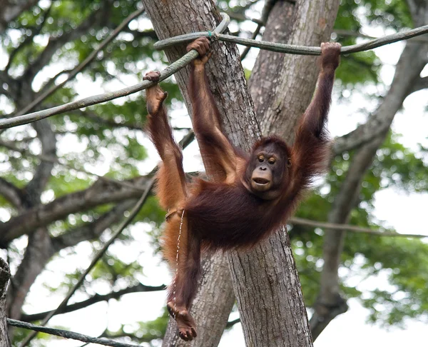 Orangután juvenil — Foto de Stock