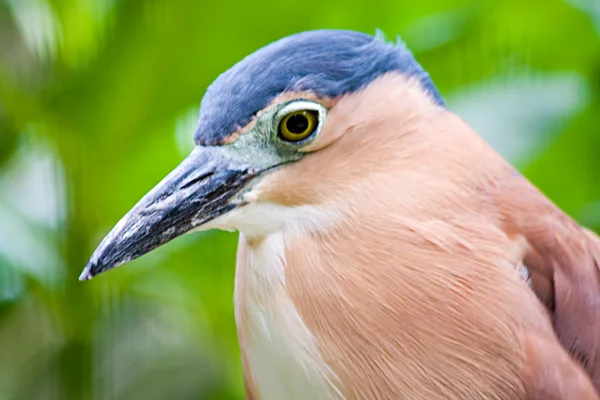 Noční heron profil — Stock fotografie