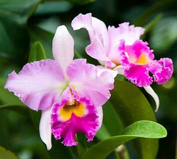 Vahşi pembe orkide — Stok fotoğraf