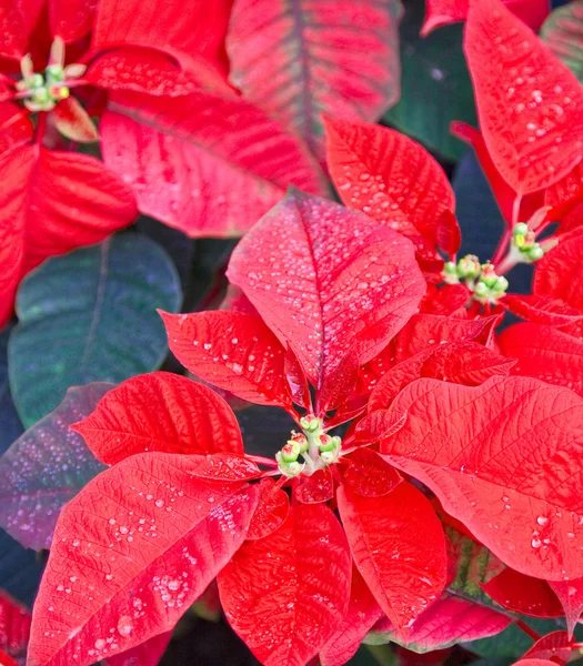 stock image Iced Poinsettias