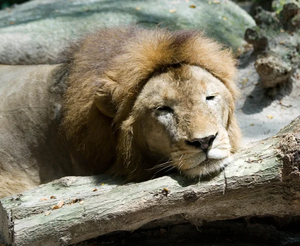 Lion paresseux — Photo