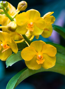 Yellow Orchids clipart