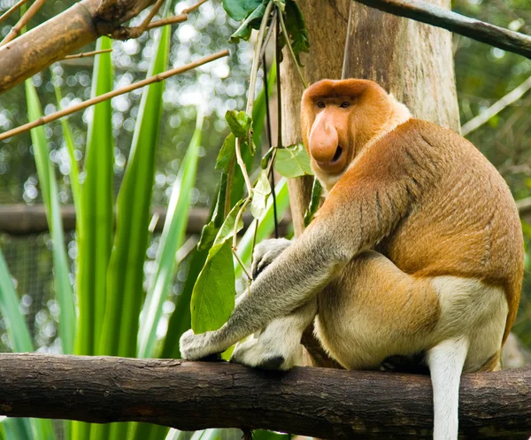 Προβοσκίδα monkey — Φωτογραφία Αρχείου