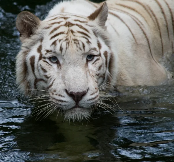 Brilho de tigre — Fotografia de Stock