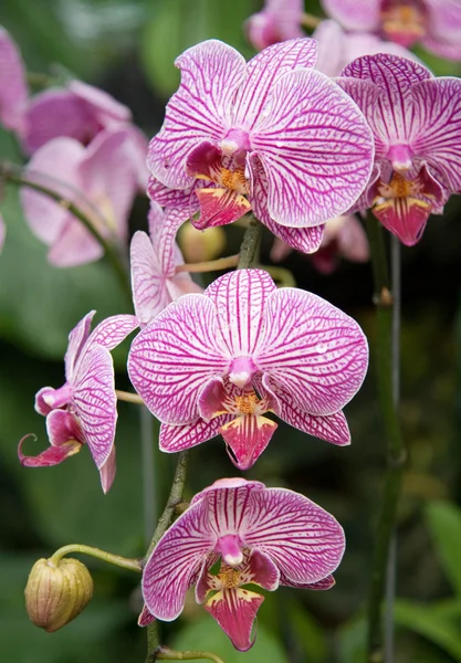 Фіолетовий орхідеї пасмо — стокове фото