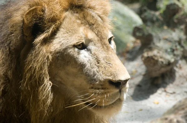 凝視のライオン — ストック写真