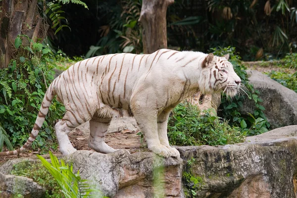 Tigre saltitante — Fotografia de Stock