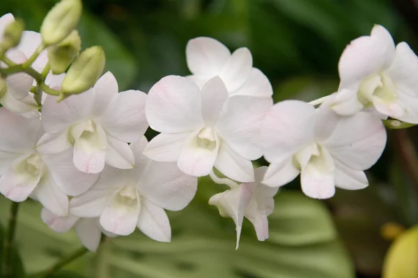 stock image White Orchids