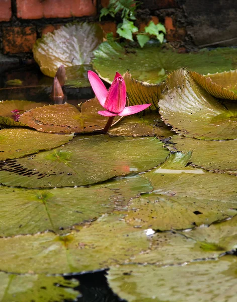 Rybník krása — Stock fotografie