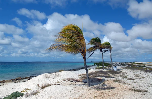 Palmbomen op een koraal strand — Stockfoto