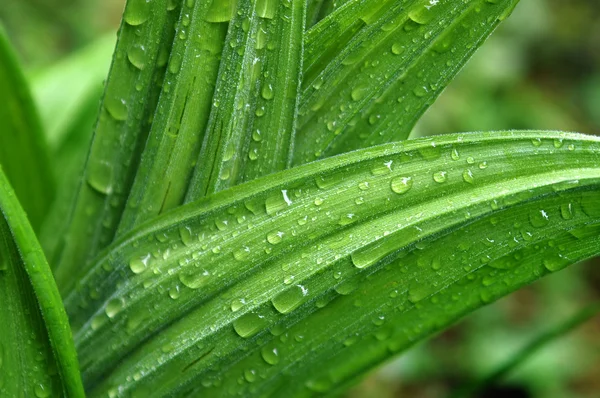 Σταγόνες βροχής σε πράσινα φύλλα — Φωτογραφία Αρχείου