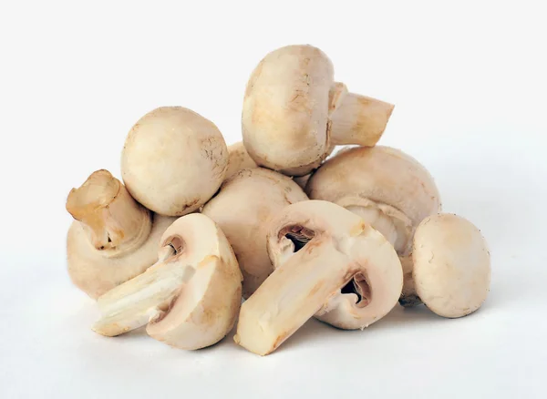 Bílé pole houby — Stock fotografie