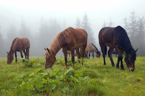Horses are grazed on a meadow in a fog