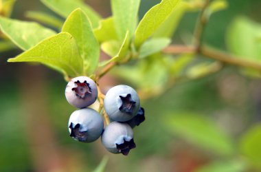 Blueberry on a bush clipart