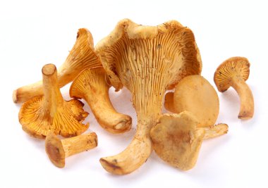 Mushrooms chanterelle clipart