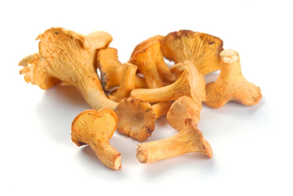 Mushrooms chanterelle — Stock Photo, Image