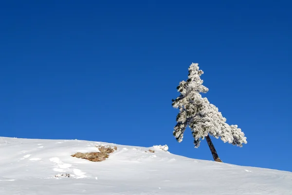 Päls i snö — Stockfoto