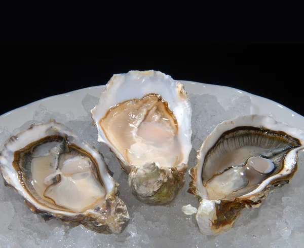 Oysters on a plate with ice — Stock Photo, Image