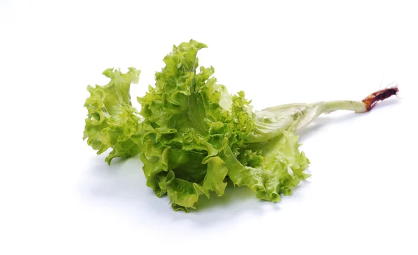Green salad lettuce with a root — Stock Photo, Image