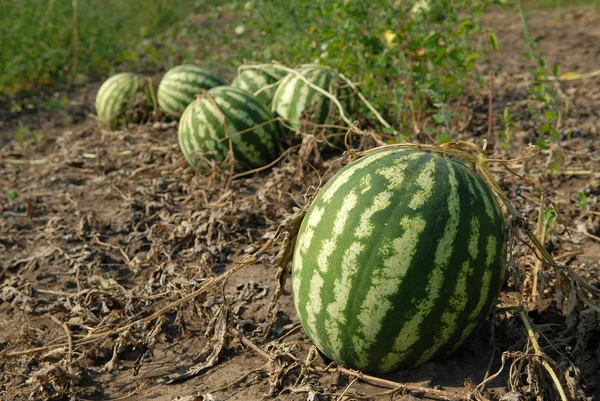 Meloni maturi — Foto Stock