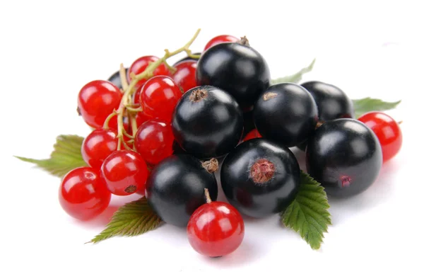 Kırmızı ve siyah frenk üzümü — Stok fotoğraf