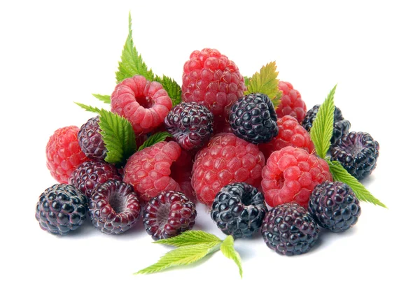 Red and black raspberry with leaves — Stock Photo, Image