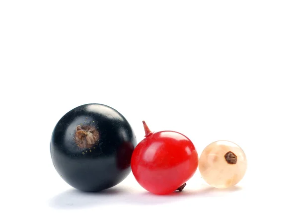 Rote weiße schwarze Johannisbeere — Stockfoto