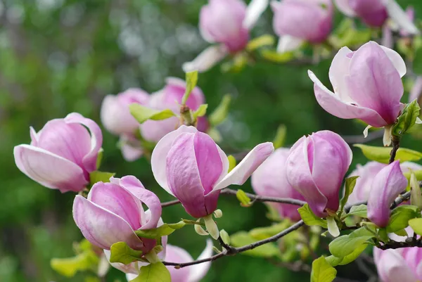 Blossoming magnolia — Zdjęcie stockowe