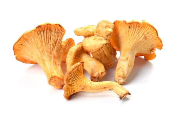 Chanterelle μανιταριών — Φωτογραφία Αρχείου