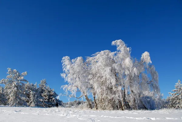 Birches in hoarfrost — Stock Photo, Image
