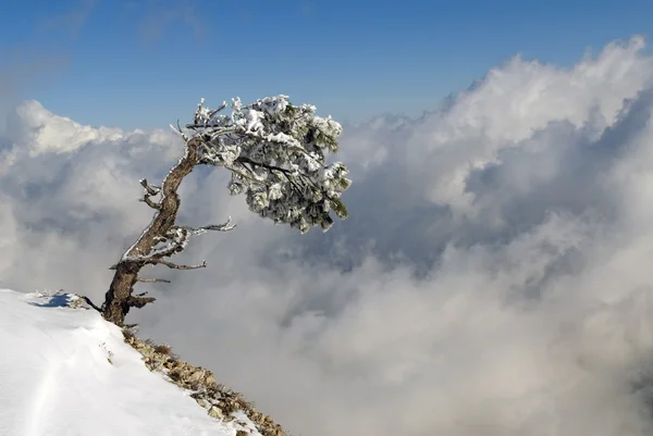 산 사면에 소나무 — 스톡 사진