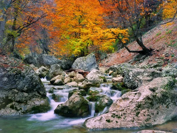 Árvore de outono perto do rio — Fotografia de Stock